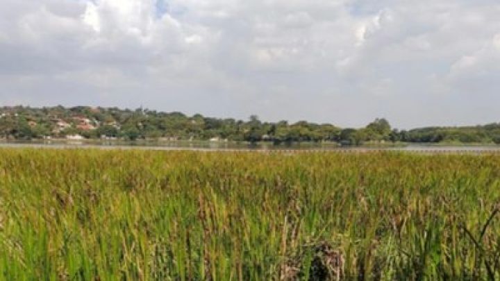 MPC-MG e MPF recomendam medidas para a proteção integral da Lagoa da Pampulha, em Belo Horizonte